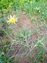 Tragopogon dubius