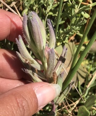 Chloropyron maritimum palustre