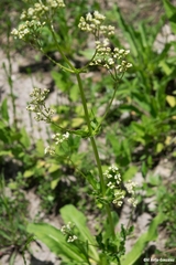 Valeriana edulis procera
