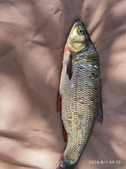 Leuciscus idus