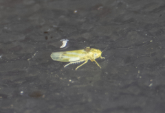 Erythridula praecisa