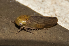Polana quadrinotata