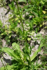 Valeriana edulis procera