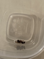 Camponotus modoc