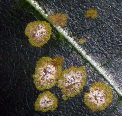 Strigula orbicularis image