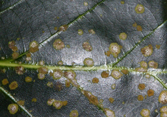 Strigula orbicularis image