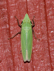 Draeculacephala bradleyi