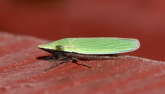 Draeculacephala bradleyi