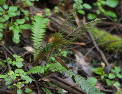 Blechnum chambersii