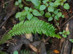 Blechnum chambersii