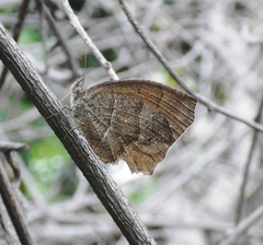 Pindis squamistriga