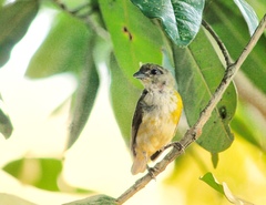 Euphonia hirundinacea