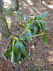 Dendrobium speciosum hillii