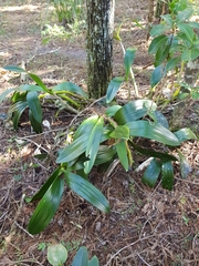 Dendrobium speciosum hillii