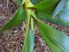 Dendrobium speciosum hillii