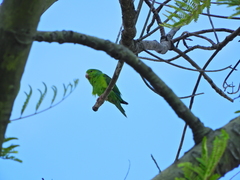 Forpus xanthopterygius