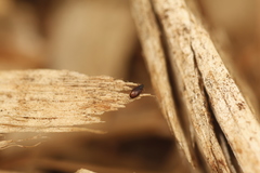 Cartodere constricta