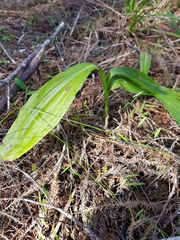 Eulophia cernua