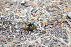 Scarabaeus cicatricosus