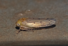 Polana quadrinotata