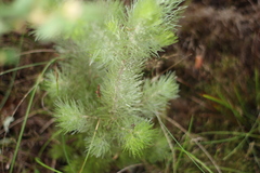 Adenanthos sericeus