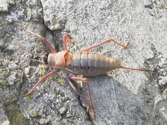 Ephippiger terrestris