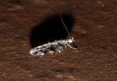 Coleotechnites florae