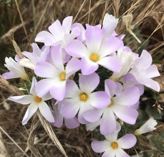 Leptosiphon grandiflorus