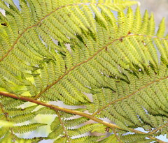 Cyathea cunninghamii