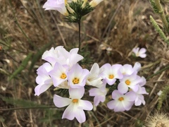 Leptosiphon grandiflorus