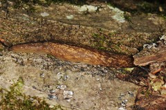 Philomycus flexuolaris