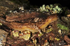 Philomycus flexuolaris