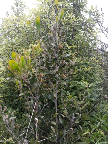 blackwood (Acacia melanoxylon)