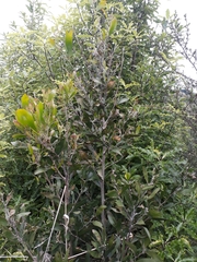 Blackwood (Acacia melanoxylon)