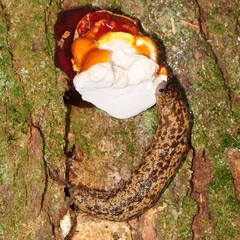 Philomycus flexuolaris