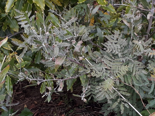 Acacia melanoxylon