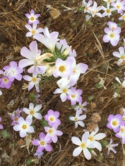 Leptosiphon grandiflorus