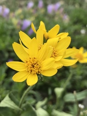 Arnica ovata