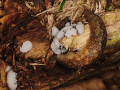 Philomycus flexuolaris