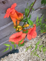 Campsis × tagliabuana
