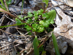 Hydrocotyle foveolata