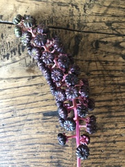 Phytolacca americana