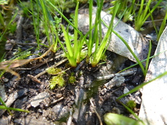 Centrolepis aristata