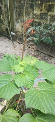 Clerodendrum paniculatum