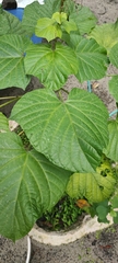 Clerodendrum paniculatum