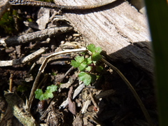 Hydrocotyle callicarpa