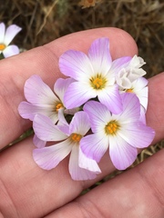 Leptosiphon grandiflorus