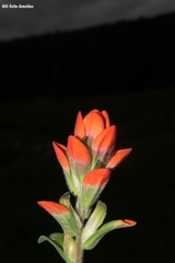 Castilleja nervata