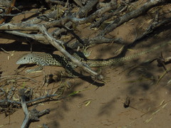 Aspidoscelis marmoratus