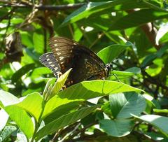 Papilio menatius morelius